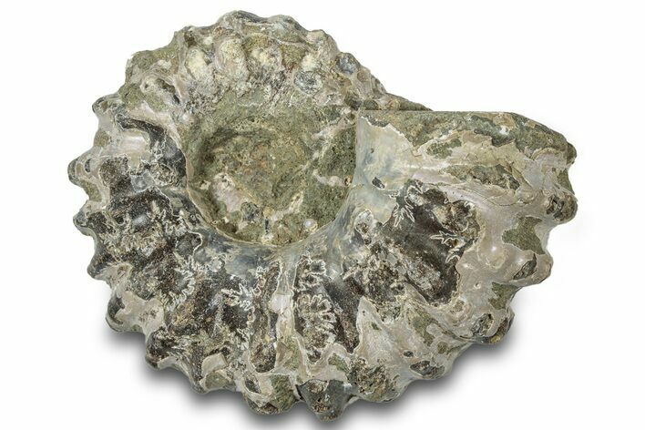 Bumpy Ammonite (Douvilleiceras) Fossil - Madagascar #308927